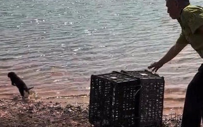 Lần theo tiếng kêu lạ trong đêm, người dân bắt được con vật quý hiếm