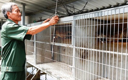 Cãi vợ nuôi con "đặc sản" dân nhậu thích mê, lão nông kiếm bộn tiền
