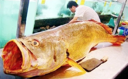 Loài cá Việt Nam "giá tiền tỷ", trong bụng chứa báu vật khiến giới nhà giàu săn lùng khắp châu Á