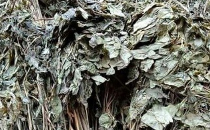 Loại lá đắt đỏ bậc nhất thế giới, 150 triệu đồng/kg, chỉ duy nhất Việt Nam sở hữu