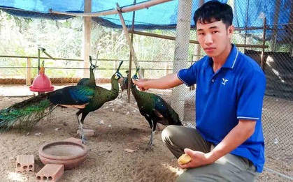 Bỏ phố về quê, kiếm tiền tỉ mỗi năm