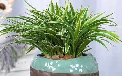 Ông bà xưa nói: 4 loại cây cảnh “mạ vàng” nên trồng trong nhà, giữ được là lộc kéo vào đầy ắp