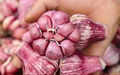 5 loại tỏi tuyệt đối không mua kẻo gây hại sức khỏe