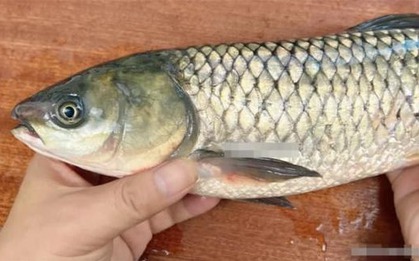 Đi chợ thấy 3 loại cá này thì NÉ ngay, rẻ mấy cũng không mua - loại số 3 nhiều bà nội trợ rất thích!