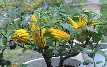 Ông bà xưa nói: Trồng được 1 trong 6 loại cây này trước nhà, tài lộc ắt sẽ ùn ùn kéo đến