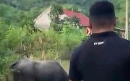 Đang đi chơi trên đường, bé gái 4 tuổi bị trâu húc tử vong