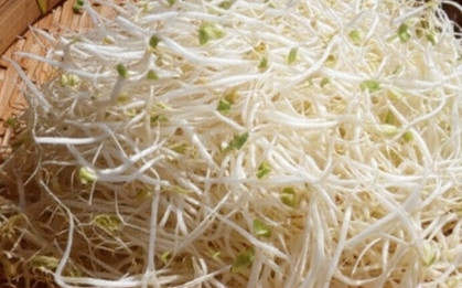 Nên ăn giá đỗ sống hay nấu chín?