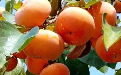 Loại quả mùa thu "bổ ngang 10 thang thuốc", chợ Việt bán nhiều lại rẻ