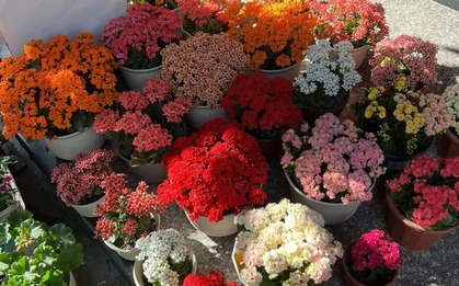 Người giàu bí mật trồng 5 cây cảnh trong nhà: Vận khí thăng hoa, "ăn sạch" bụi bẩn như chưa từng tồn tại