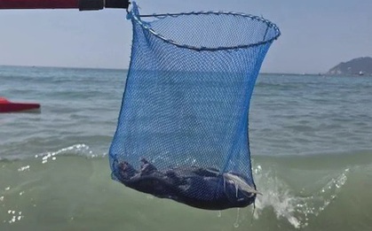 Du khách hoảng loạn rời bãi biển vì phát hiện thứ đáng sợ trôi dạt vào bờ