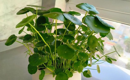 Loài cây được ví như "ngân khố sống", nhưng đặt sai chỗ thì gia sản tiêu tan như cát bụi