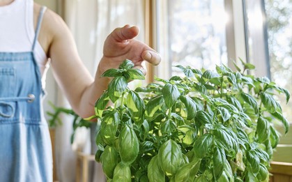 Các hộ gia đình ở Anh được khuyến khích đặt húng quế ở cửa sổ vào thứ Hai