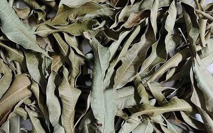 Cây người Việt chỉ ăn quả, không ngờ lá quý như "nhân sâm của người nghèo", ở quê mọc um tùm