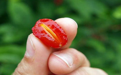 Loại cây ở Việt Nam trồng bạt ngàn, sang "trời tây" giá 3,5 triệu đồng/cây