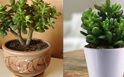 Mệnh Mộc nên trồng cây gì? 5 loại cây phong thủy giúp gia đình hòa thuận, sung túc