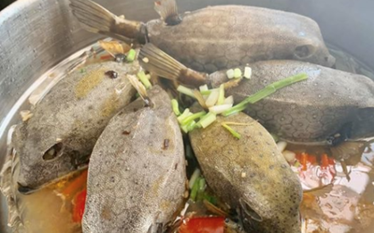Việt Nam có loài cá nhìn như thuỷ quái, thịt ngon hơn cả gà, giá đến tiền triệu vẫn cháy hàng