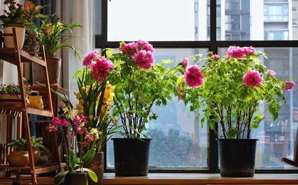 7 loài hoa sống khỏe, nở đúng hẹn đẹp không tì vết, người lười mấy cũng trồng được