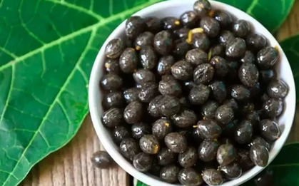 Đừng chỉ ăn quả, hạt loại cây này quý như "nhân sâm của người nghèo"