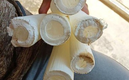 Cây dại xưa không ai "ngó" nay có giá đắt đỏ, gần 3 triệu đồng/kg