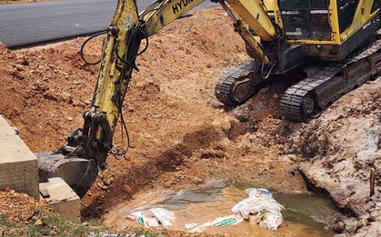 Hàng loạt xác heo chết bị vứt bừa bãi ra môi trường ở Quảng Trị