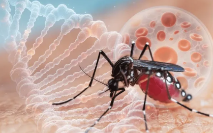 Bệnh Chikungunya thế nào ở Việt Nam?