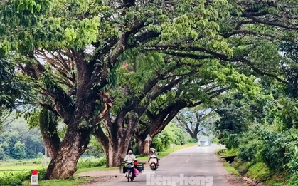 Ngắm hàng me Tây trăm tuổi như 'đường hầm xanh' đẹp mê mẩn ở Quảng Ngãi