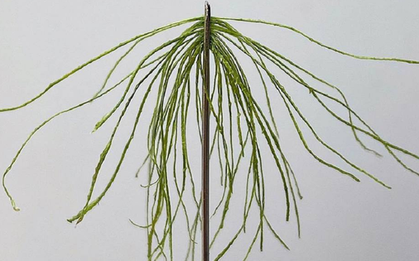 Loại lá ở Việt Nam trồng bạt ngàn, xưa rụng đầy gốc, không ngờ sang "trời tây" có giá 7 triệu đồng/kg