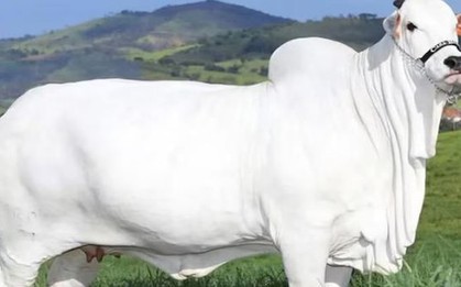 Con bò đắt nhất thế giới giá 105 tỷ đồng có gì đặc biệt?