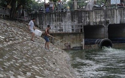 Người dân hồ hởi vợt cá sau khi sông Tô Lịch được bổ cập nước từ Hồ Tây