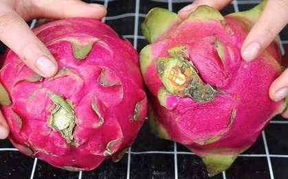 Mua thanh long thấy quả dài - quả ngắn, ruột trắng - ruột đỏ? Chủ vườn chỉ cách chọn "ngon quên lối về"!