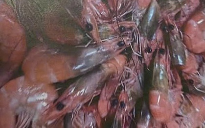 Làm rõ thông tin tố cáo "nhập thực phẩm bẩn vào trường tiểu học ở Đà Lạt" gây xôn xao mạng xã hội