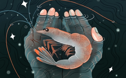 Tầm quan trọng của con tôm và câu hỏi triết học khiến nhân loại đau đầu