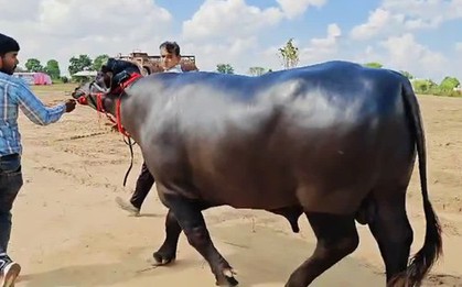 Con trâu đực được trả 9 tỷ đồng, người đàn ông vẫn quyết không bán