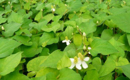 Ăn rau diếp cá có tác dụng gì?