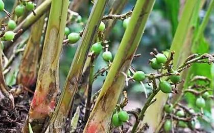 Loại quả được đánh giá "tốt bậc nhất thế giới" giá 2 triệu đồng/kg, ở Việt Nam trồng bạt ngàn