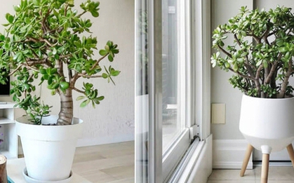 Người xưa truyền lại: Đặt chậu cây ở góc này trong nhà thì tiền bạc lúc nào cũng đầy