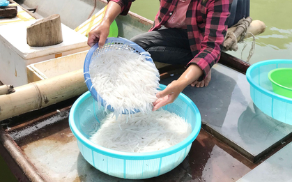 ‘Lộc trời’ chỉ có ở sông Đà: Được ví như ‘ngọc trong nước’, cả năm chỉ xuất hiện 1 đến 2 tháng