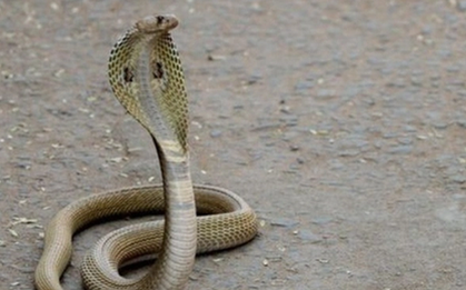 Đang chơi ngoài sân, thấy rắn hổ mang cậu bé 1 tuổi làm một việc khiến cả làng sửng sốt