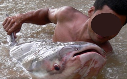 Báu vật sông Mê Kông: Được mệnh danh là “thủy quái” nước ngọt lớn nhất thế giới