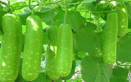 Loại quả là "tiên dược mùa hè", siêu bổ dưỡng lại không lo tăng cân