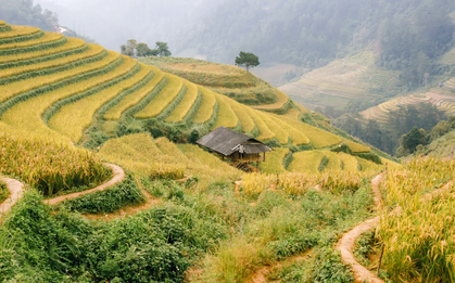 Mùa vàng trên non cao mời gọi bước chân lữ khách