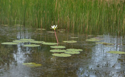 Nhiều loại cây 'vắng bóng' ở Tràm Chim nay xuất hiện, sếu đầu đỏ sắp trở về