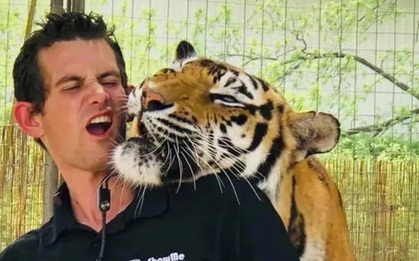 Hổ tấn công người huấn luyện đến chết