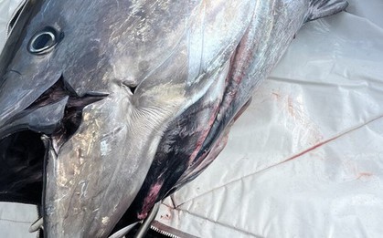 Cần thủ câu được con cá khổng lồ nặng 453kg trên biển