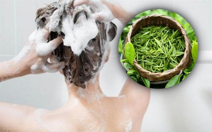 Cách gội đầu bằng lá trà xanh giúp giảm rụng tóc