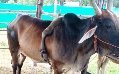 Con bò 5 chân được trả 826 triệu đồng, người đàn ông từ chối bán