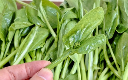 3 loại rau mùa thu được gọi là 'vua canxi', ai cũng nên ăn thường xuyên