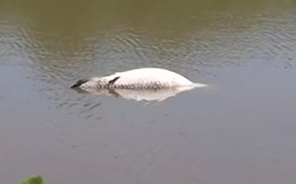 Đi bộ quanh hồ, người đàn ông phát hiện cảnh tượng nổi da gà