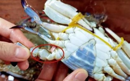 Mua ghẹ, cứ học thuộc mẹo này là biết ngay ghẹ tươi hay ghẹ óp