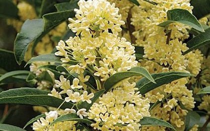 Hiếm có loài cây hợp cả 5 mệnh, được lòng Quý Nhân thế này: Trồng một gốc, tài lộc vượng ba đời!